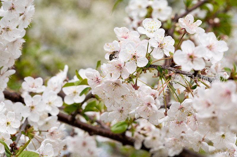 酸樱桃(Prunus cerasus)树在花园里开花